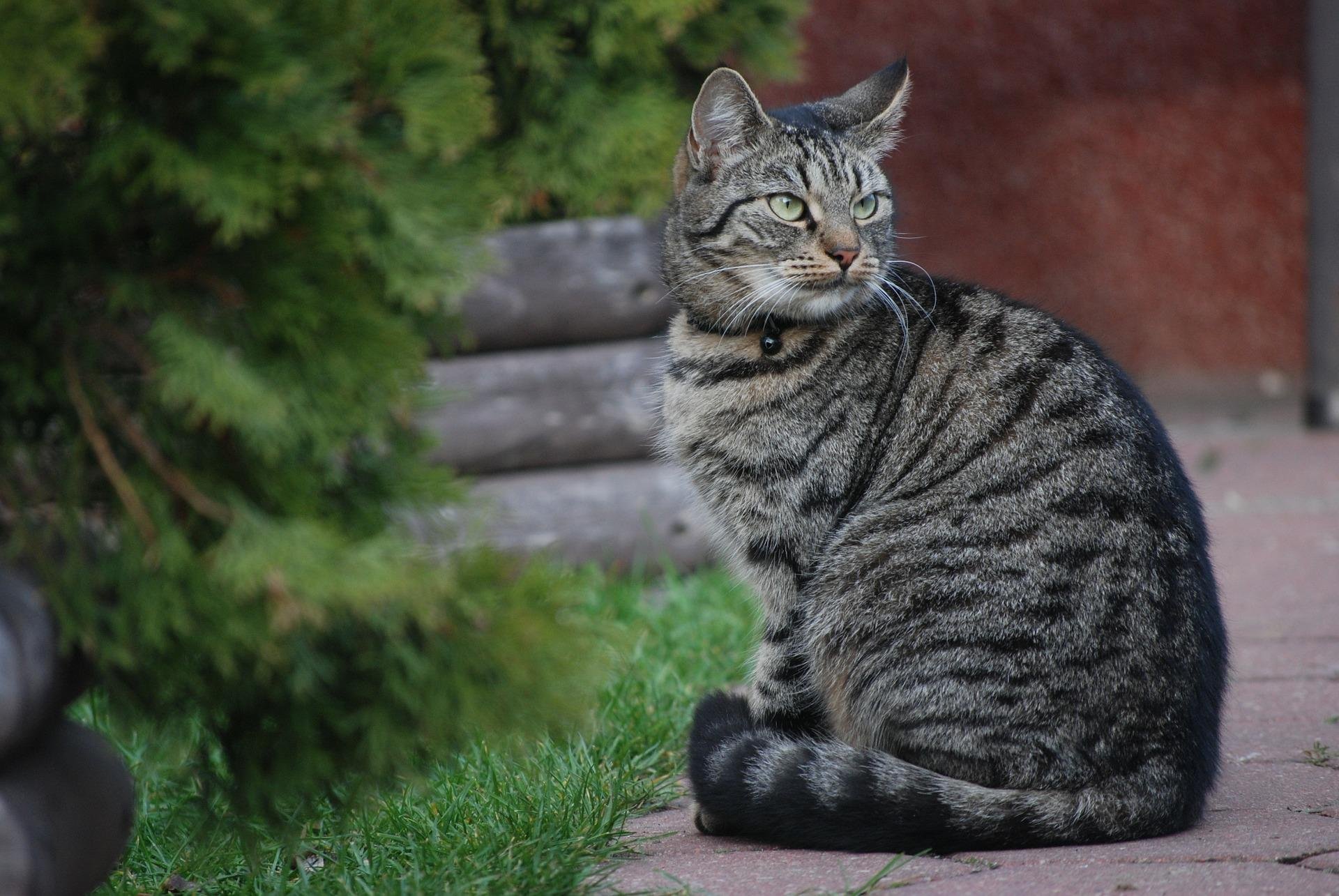 Европейская короткошерстная кошка табби