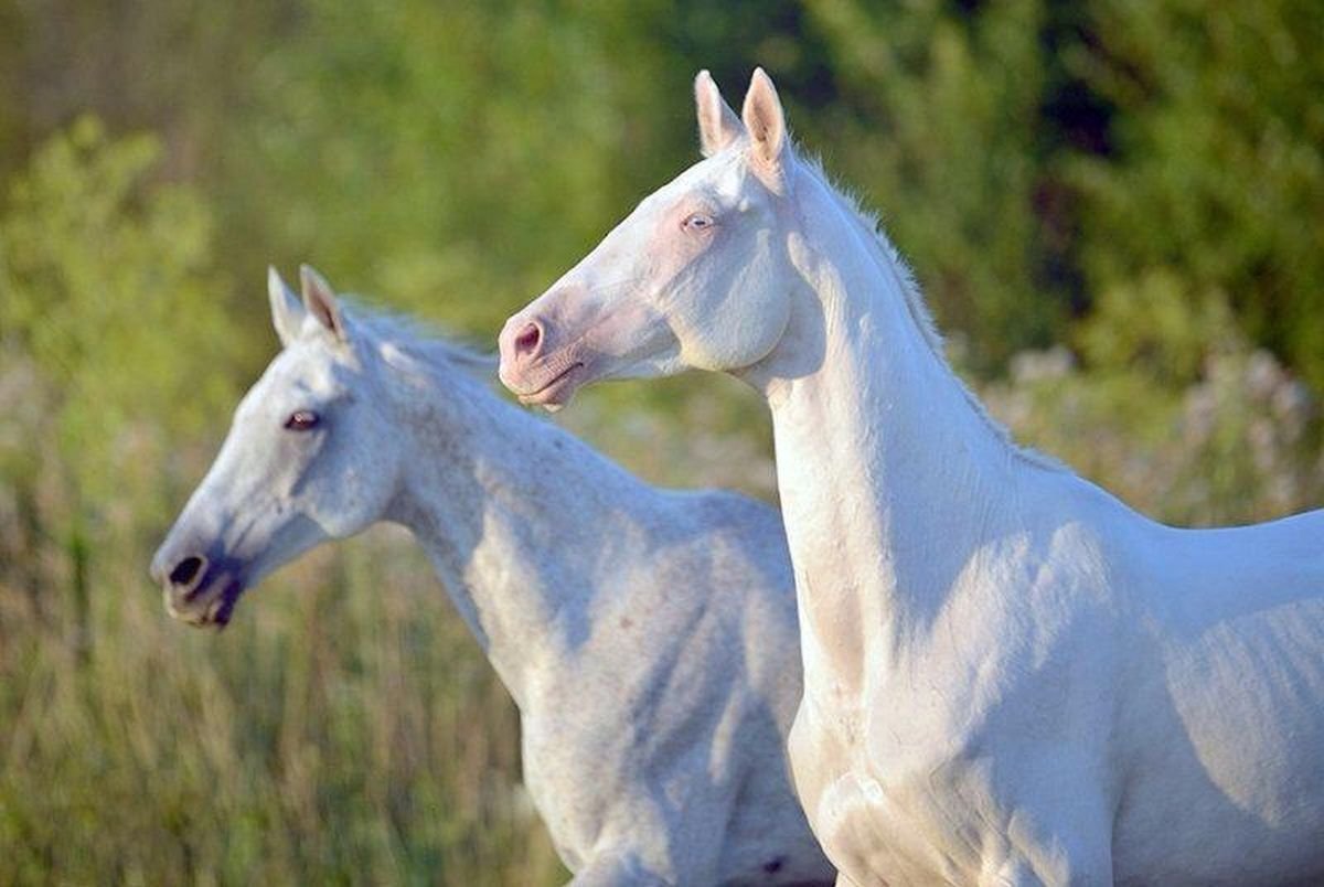 Альбинос лошадь фото