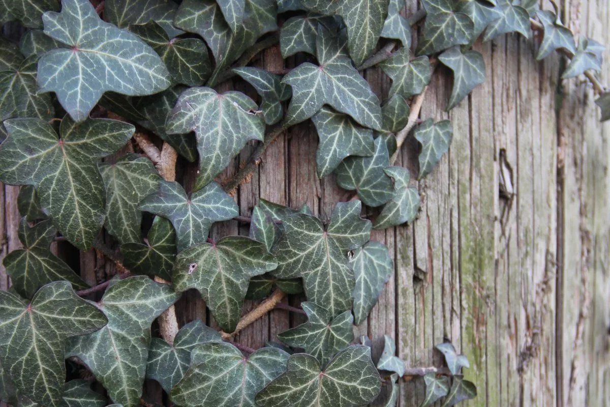 Плющ вечнозеленый (Hedera).