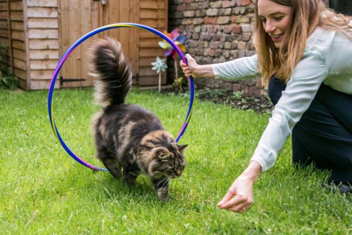 дрессировка кошек. дрессирует кота. дрессированный кот. можно ли научить кошку. можно ли научить кошку.