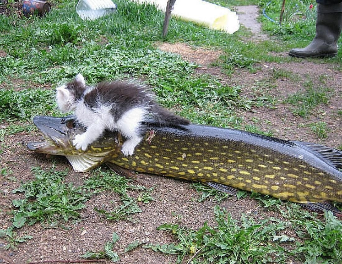 Маленький догони. Кот с рыбой. Кот и огромная рыба. Кот несет рыбу. Кот стащил рыбу.