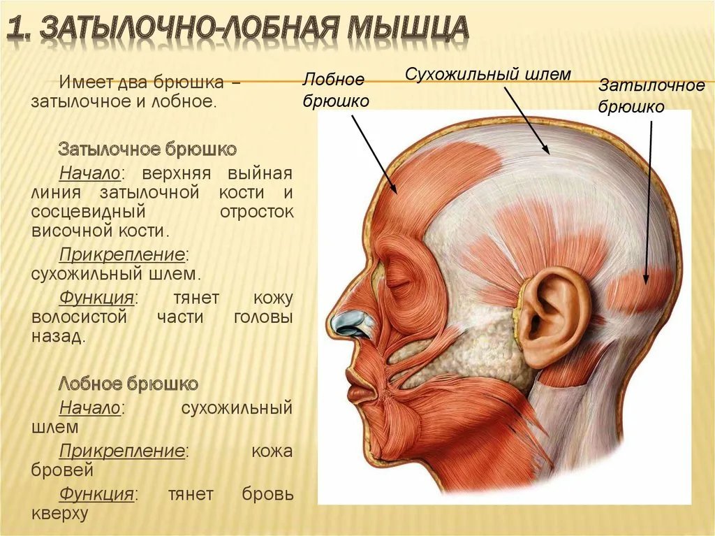 Зона лба. Затылочно-лобная мышца функции. Мышцы ушной раковины анатомия. Функции лобной и затылочной мышц головы.