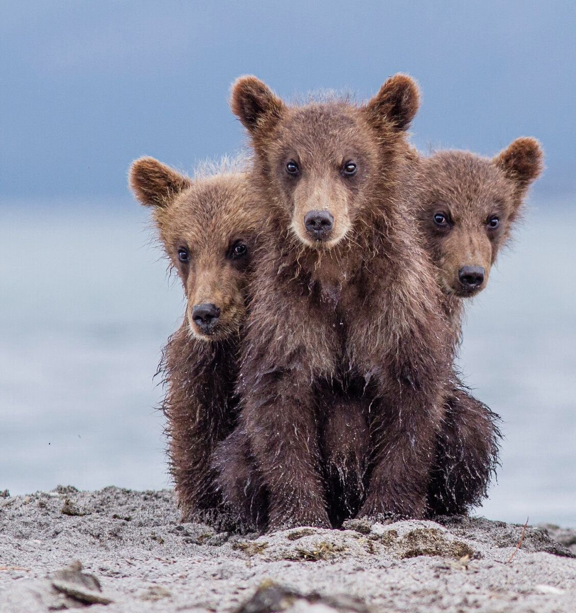 Comedy Wildlife Photography медведи