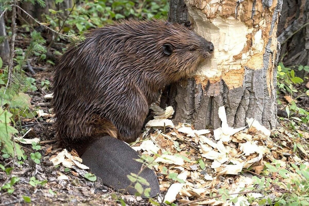 Бобер фото животного в хорошем качестве с зубками