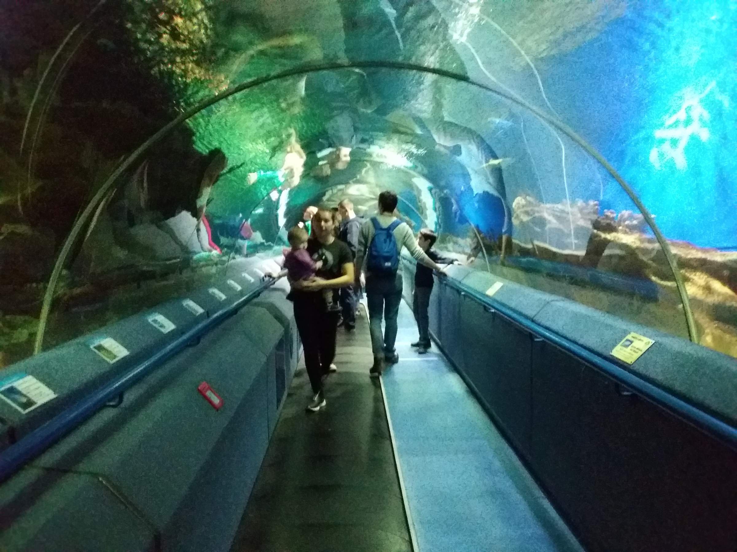 океанариум в санкт петербурге фото внутри