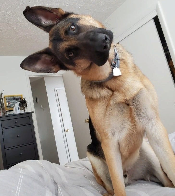 Бигль собака хвост. Порода собак бигль. Покажи собак. Собаки с выгнутым позвоночником. Почему собака поднимает.