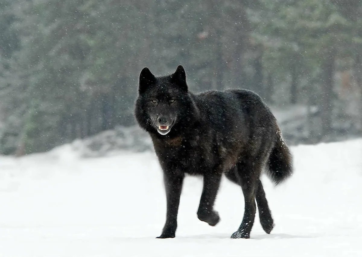 Чёрный канадский волкособ