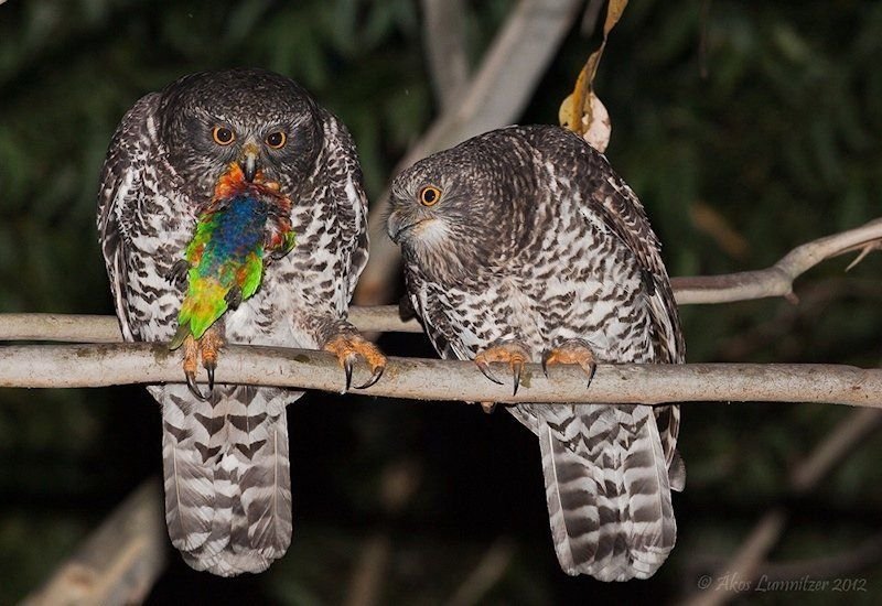 Powerful Owls (Ninox strenua) PNG