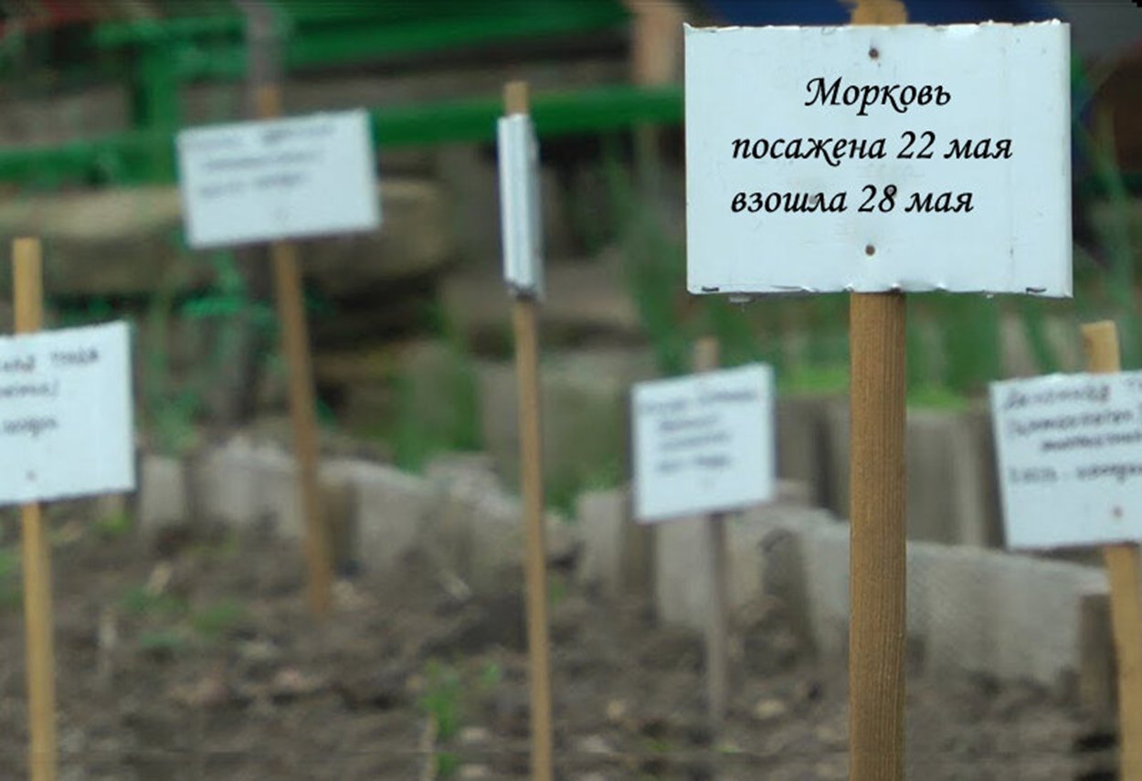 Таблички на грядки в огороде фото