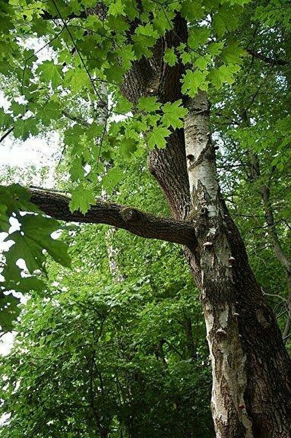 Можно ли топить печь сосновыми дровами