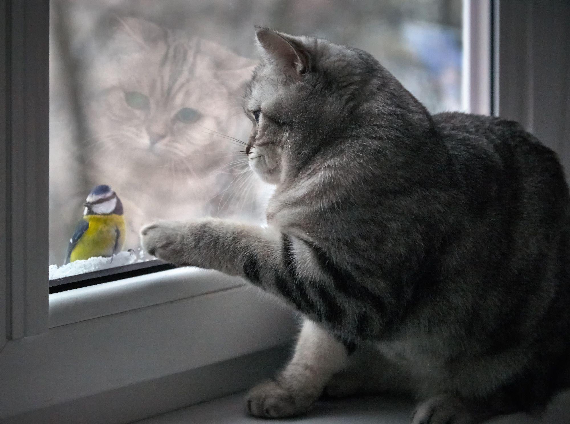 Мечтающая кошка. Котик у окна. Кот на окне. Котик на подоконнике. Кошка на подоконнике.