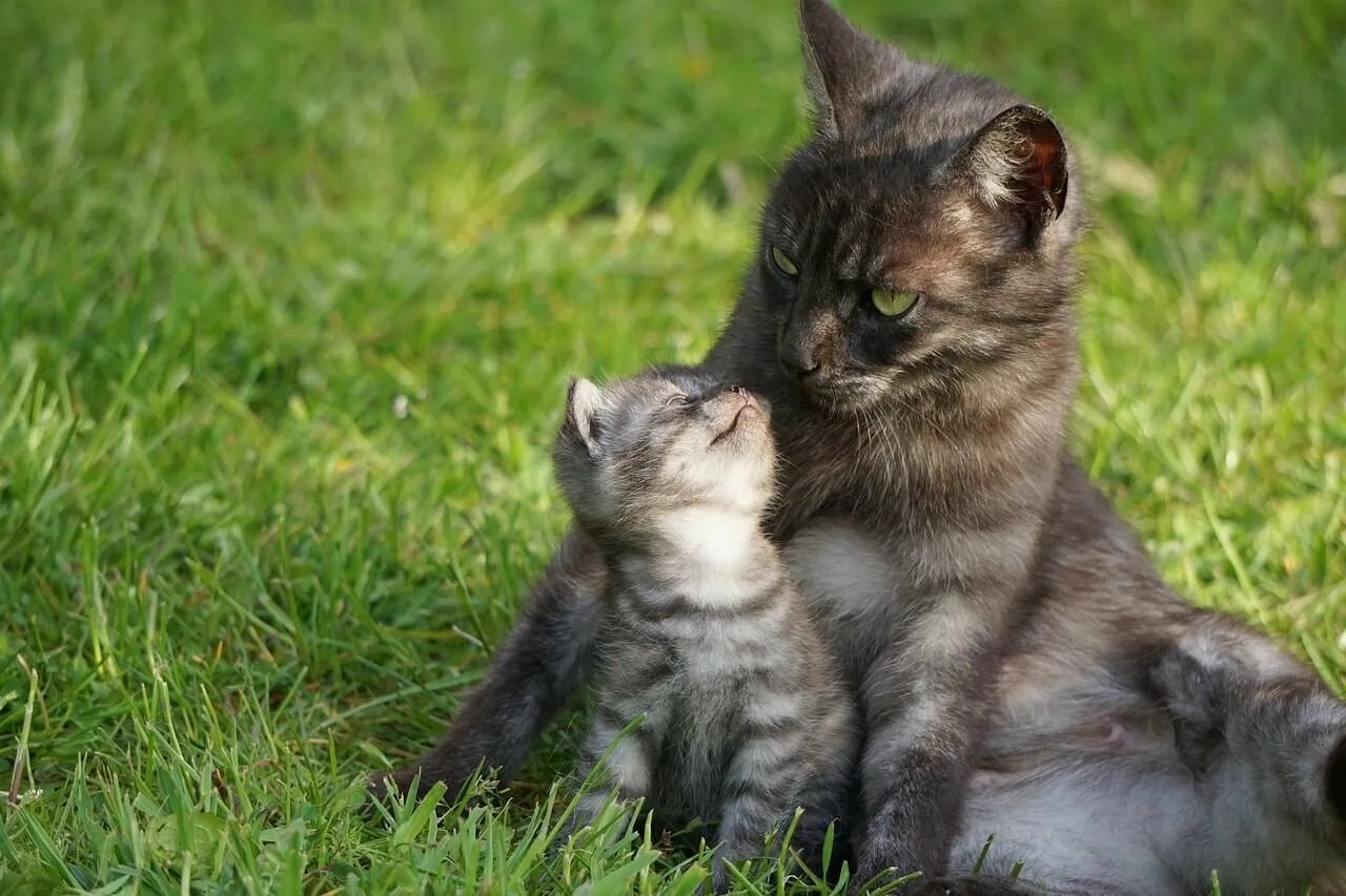 Кот кошка и котенок картинки