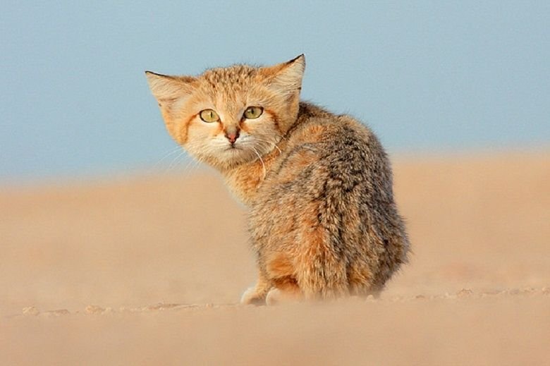 Барханная кошка в пустыни