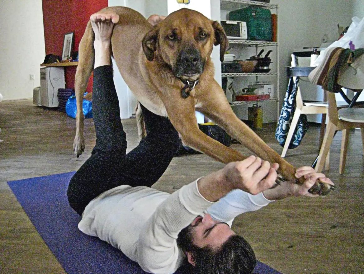 Собака йога