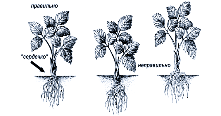Точка роста у клубники. Земляника Садовая побеги. Окучивание клубники. Укоренить усы клубники.