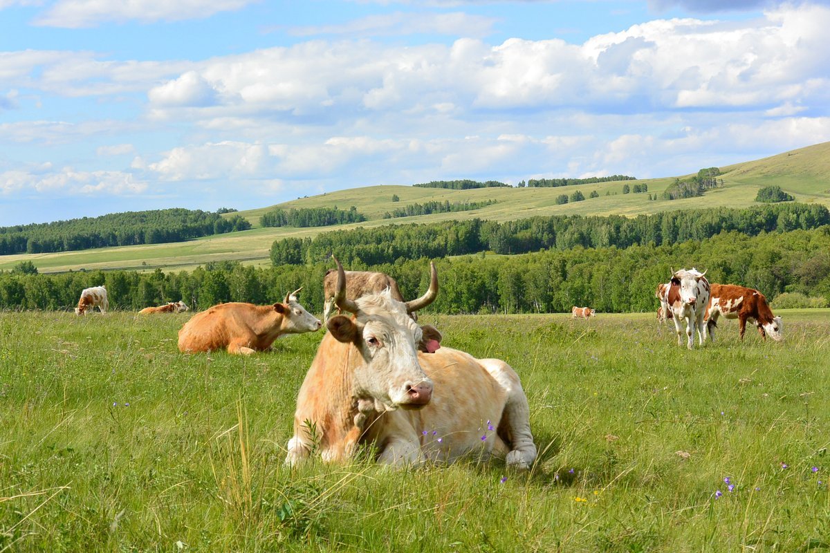 Коровы в поле фото