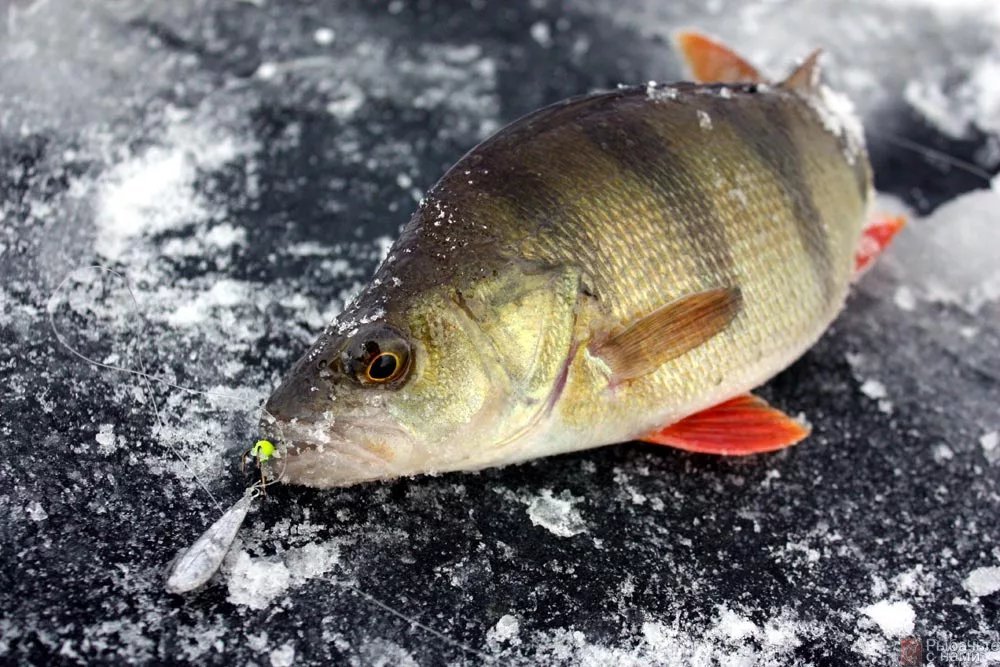 снасть на окуня зимой. ловля окуня зимой. какое давление лучше для рыбалки. окунь горбач зимой. крупный окунь зимой.