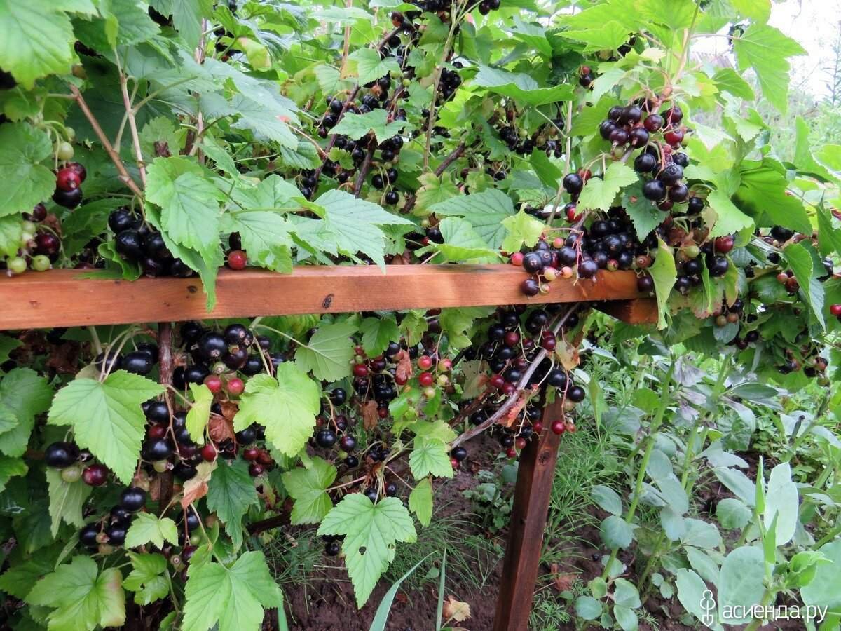 Что посадить рядом со смородиной. Смородина Садовая куст. Смородина на штамбе.