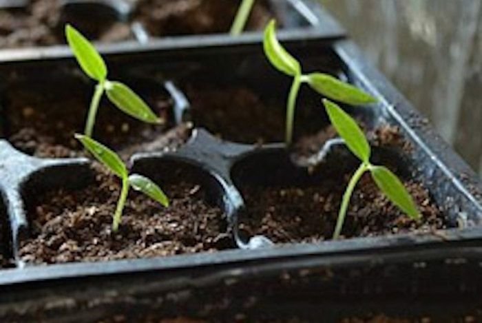 Пророщенные семена баклажан. Рассада перца всходы. Эустома всходы. Через сколько взойдет перец на рассаду. Перчики взошли рассада.