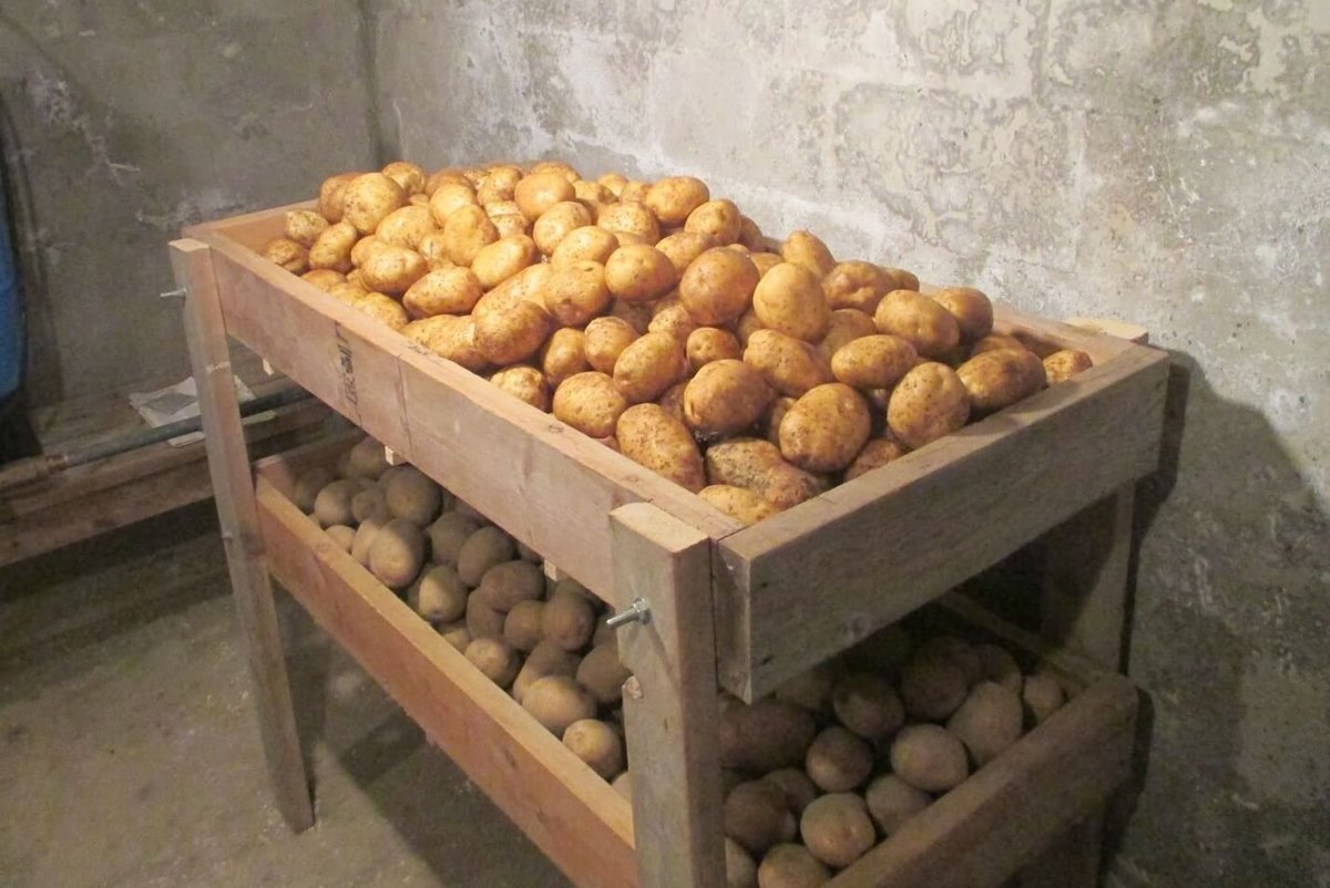 Можно ли хранить картошку в подвале многоквартирного дома