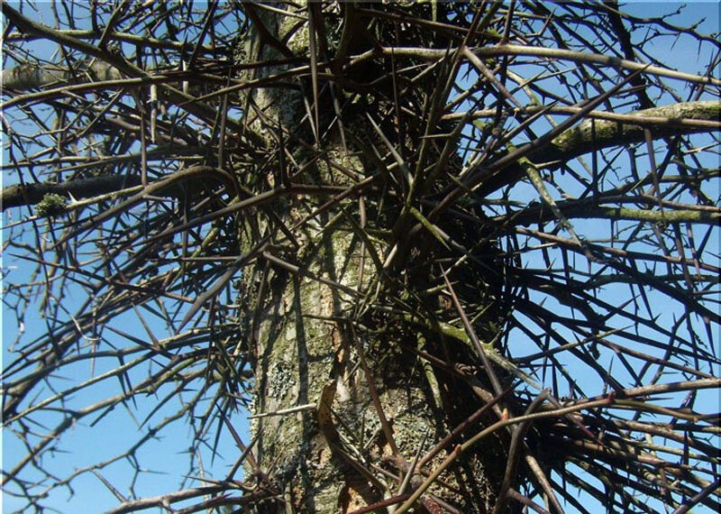 Колючее дерево название и фото