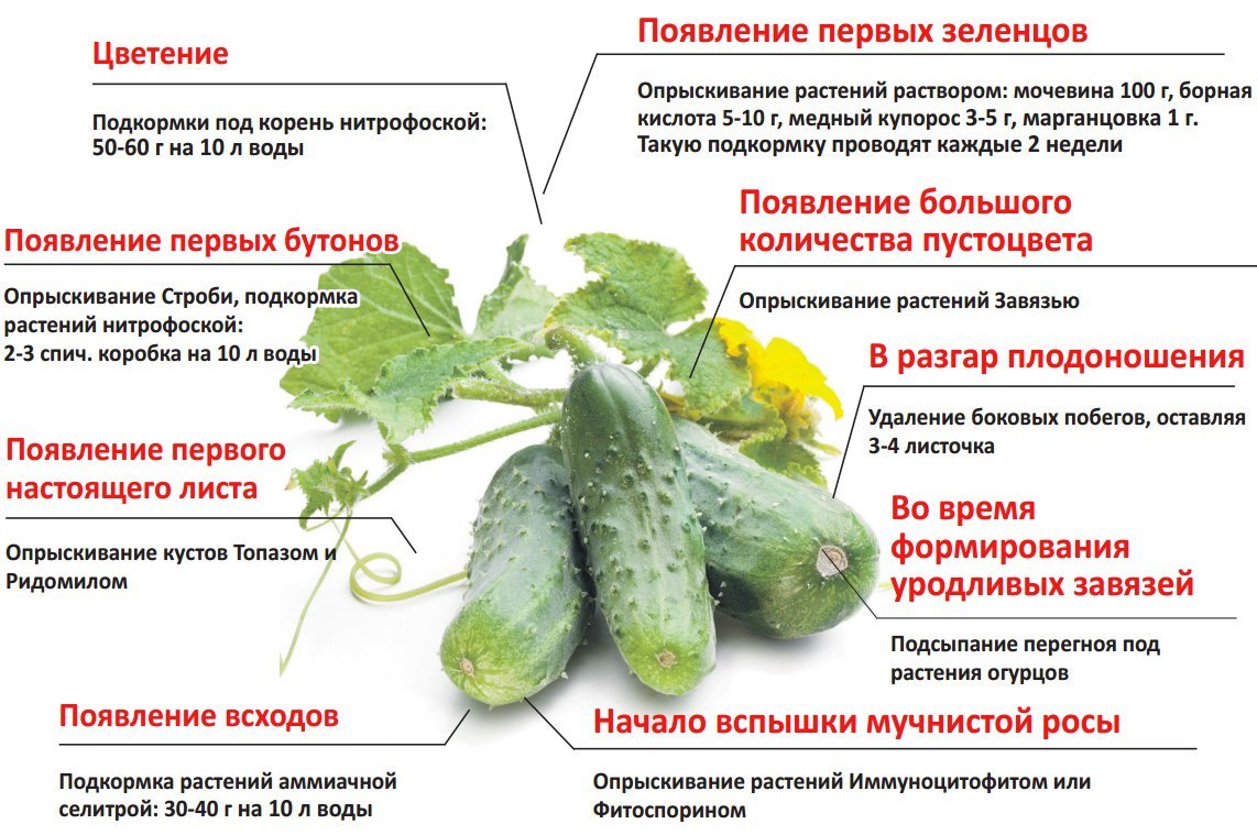 Схема внесения удобрений для огурцов