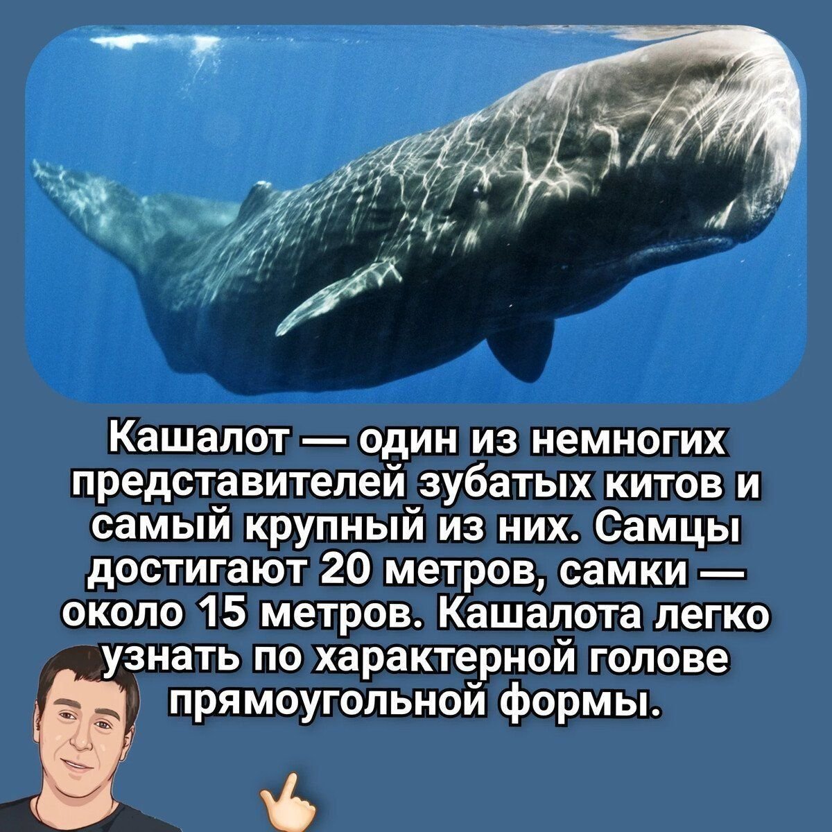 Интересные факты о кашалоте: где в России можно посмотреть на это ...