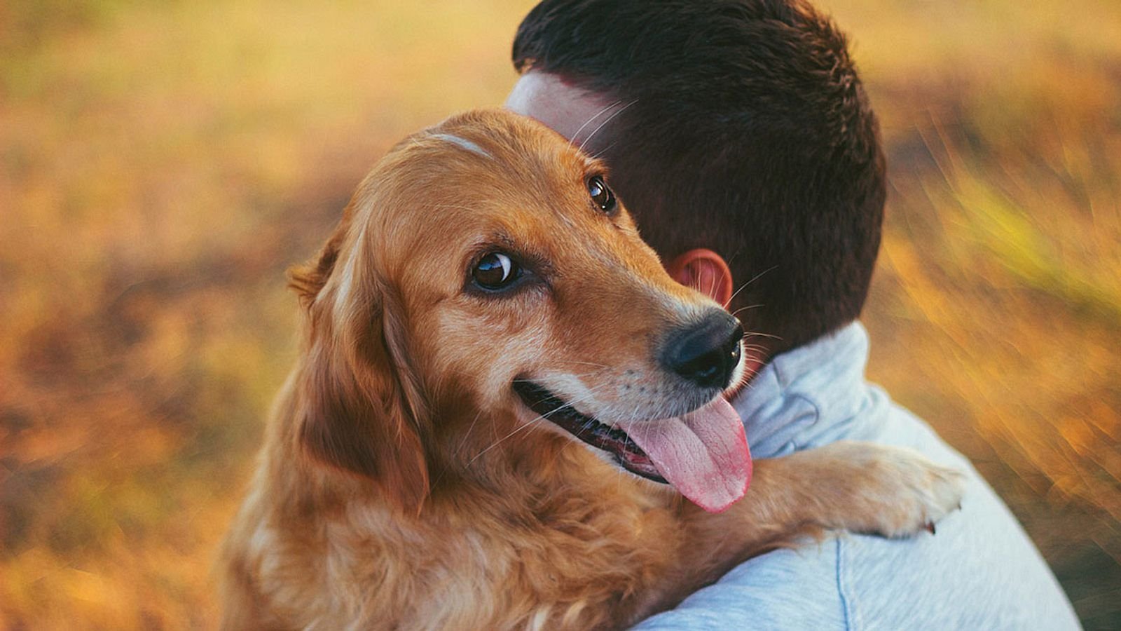 Почему собаки теплые. Собаки любовь. Любовь собаки к человеку. Счастливая собака. Любовь собаки к хозяину.