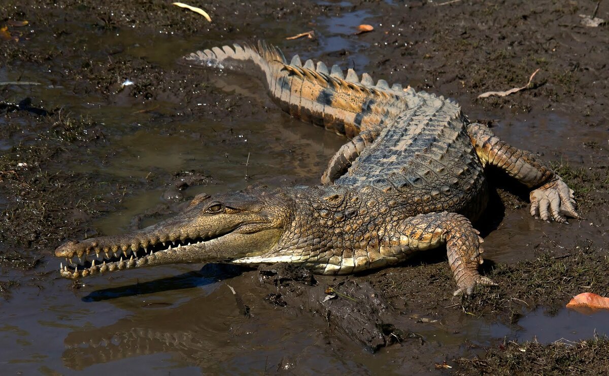 Африканский узкорылый крокодил (Crocodylus cataphractus)