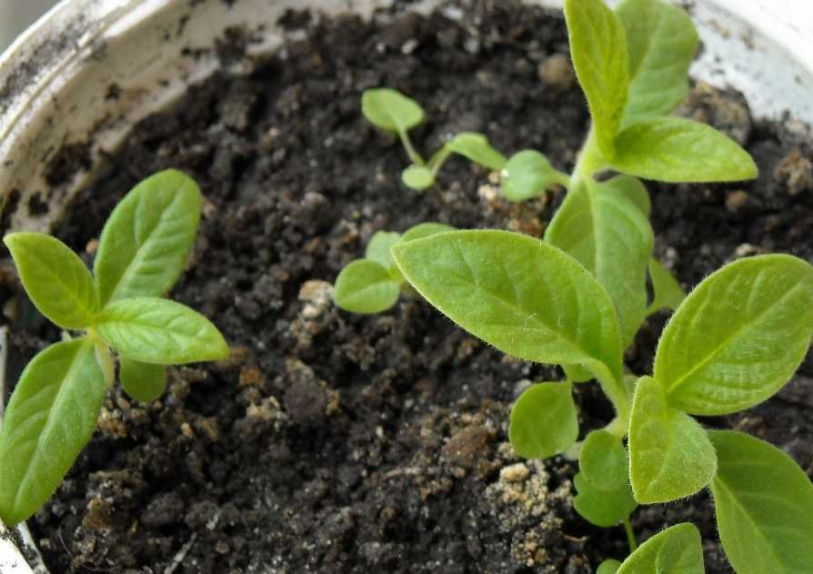 гелиотроп рассада выращивание