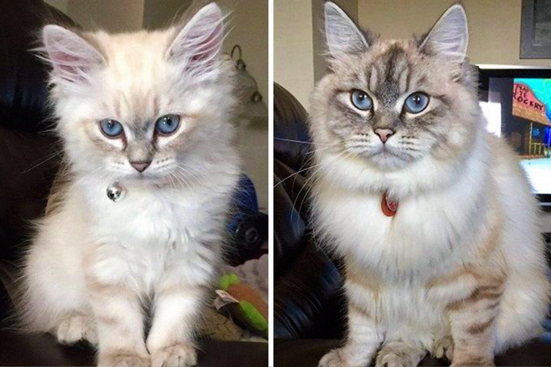 Коты до и после взросления