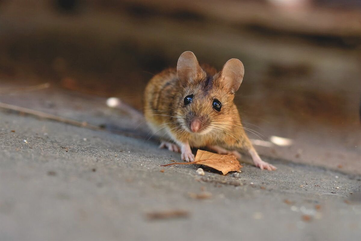 Фото домовой мыши