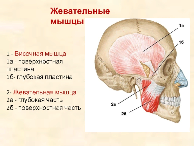 Жевательные мышцы схема