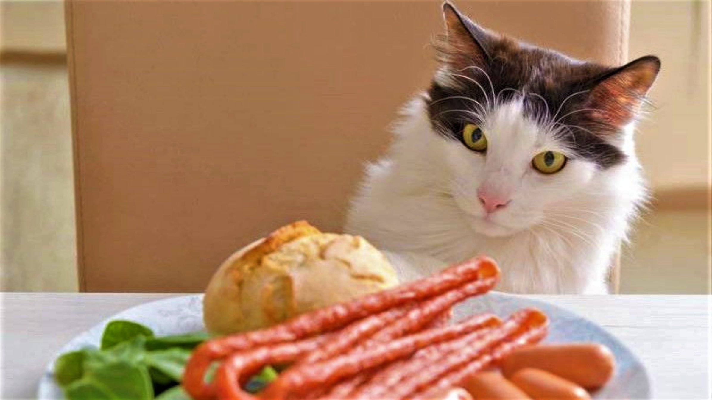 кошка ест корм из миски. кот prince michael. Cat tries. чёрная кошка с кофе мем. отредактированное фото котика.