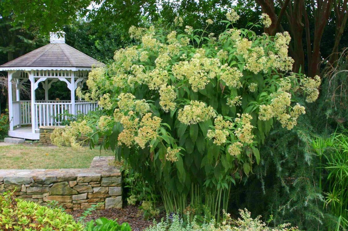 Посконник Eupatorium fistulosum bartered Bride