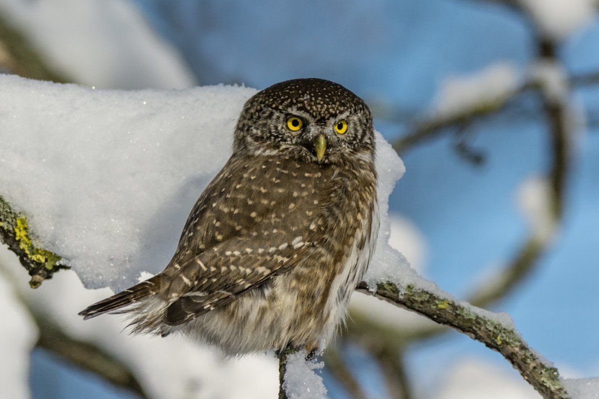 Сыч птица. Воробьиный Сыч. Сова воробьиный Сыч. Воробьиный Сыч (Glaucidium passerinum l.),. Крошечный воробьиный Сыч.