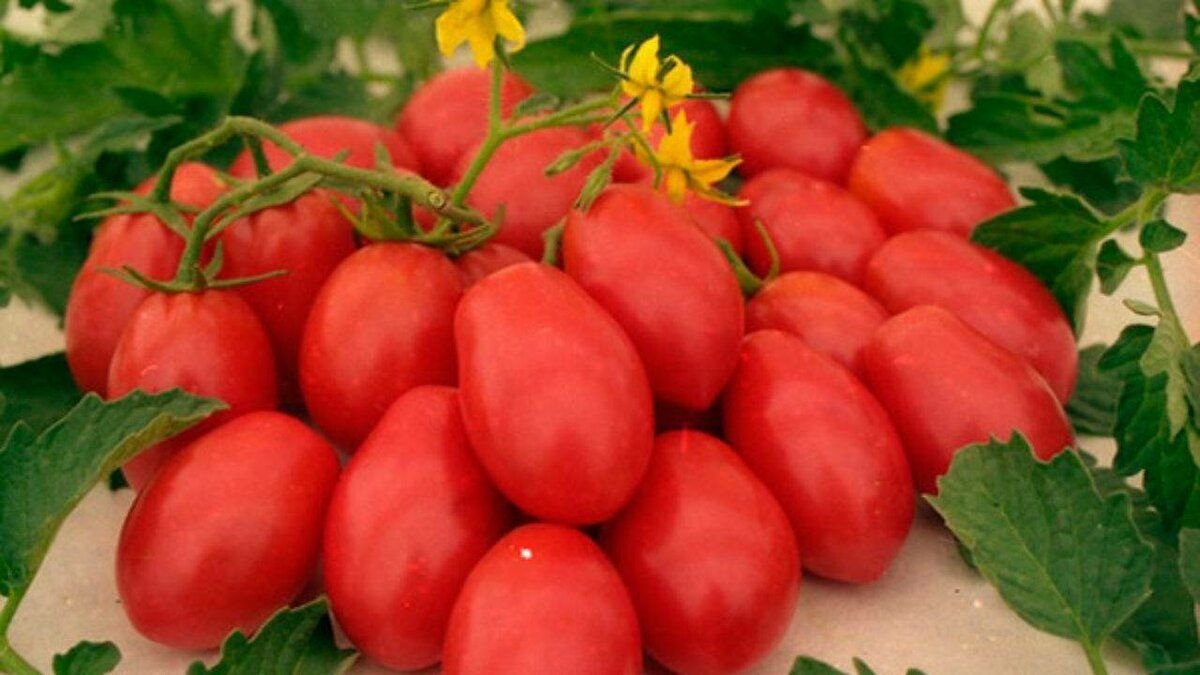 Русская душа сорта томатов