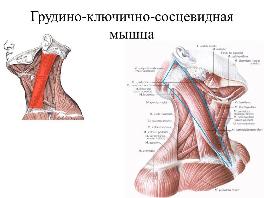 Грудино. Грудино ключично сосцевидная мышца шеи. Грудинно-Ключичная сосцевидная мышца головки. Грудино-ключично-сосцевидная мышца. 1.Грудино-ключично-сосцевидная мышца.