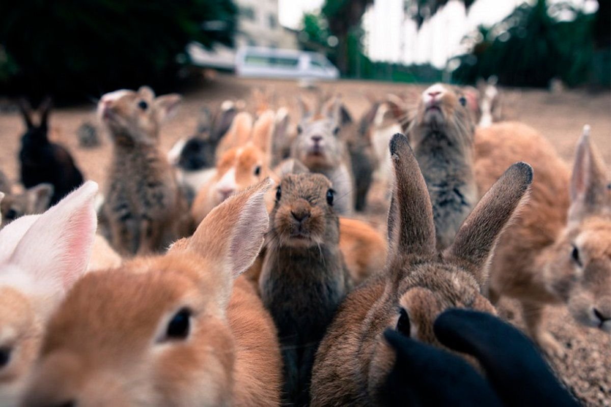 Каких животных завезли в австралию. Остров кроликов Окуносима. Окуносима кроличий остров в Японии. Остров кроликов в Японии. Окуносима кроличья деревня.