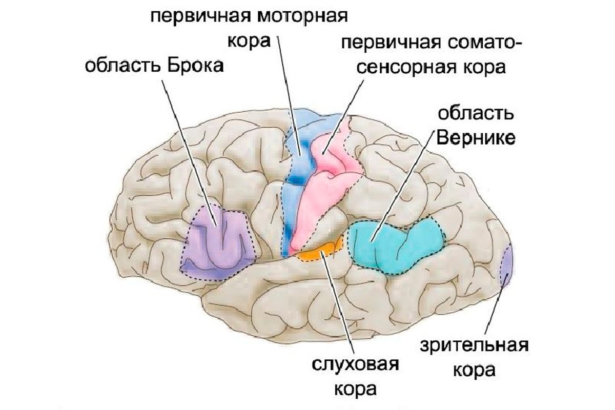 Развитие зон мозга