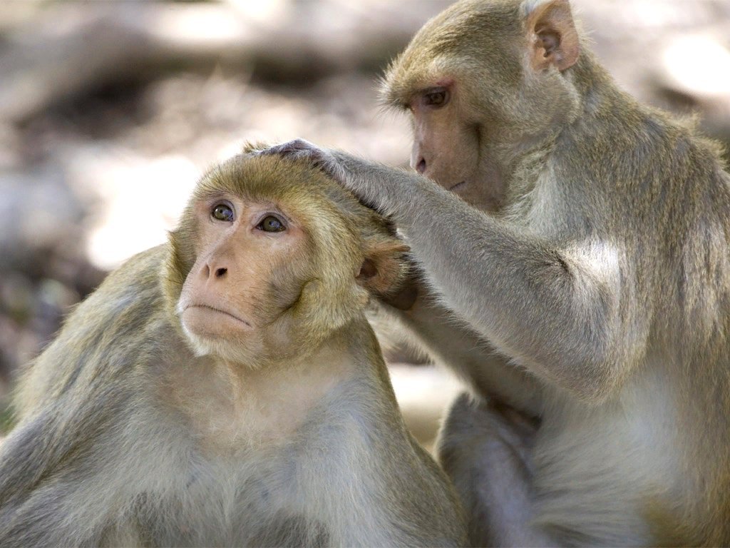 Почему у обезьяны есть волосы