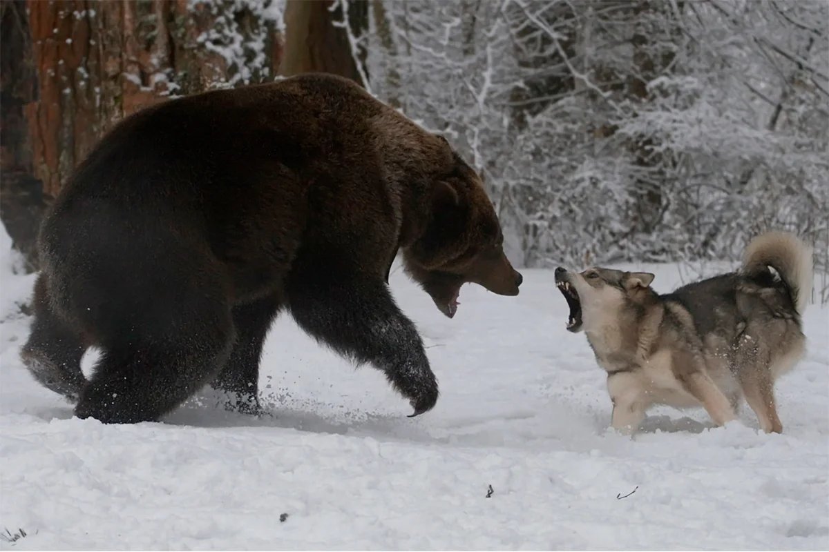 Западно Сибирские лайки на охоте на медведя