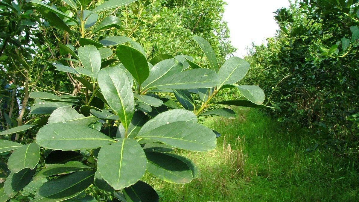 дерево падуб парагвайский мате. падуб йерба. парагвайский энергетик 4 буквы. падуб парагвайский мате. парагвайский энергетик 4 буквы.