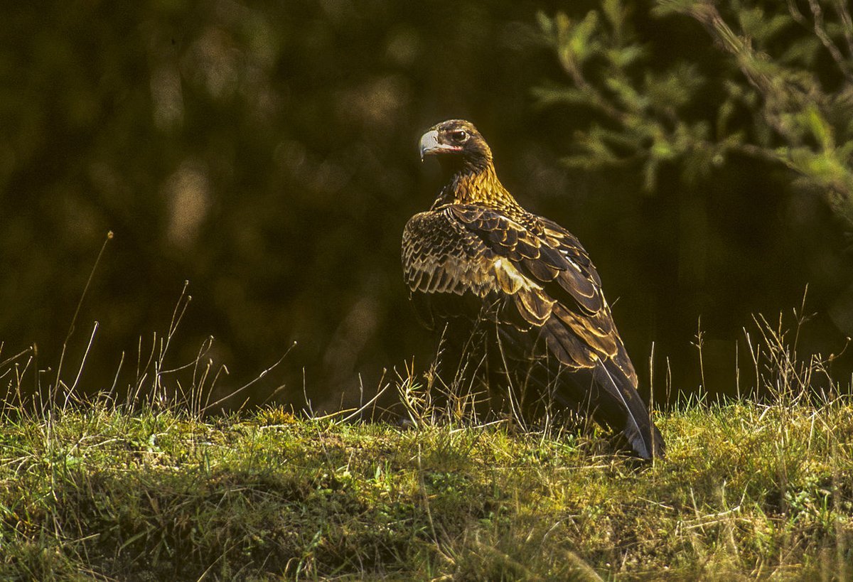 Aquila Маргарита