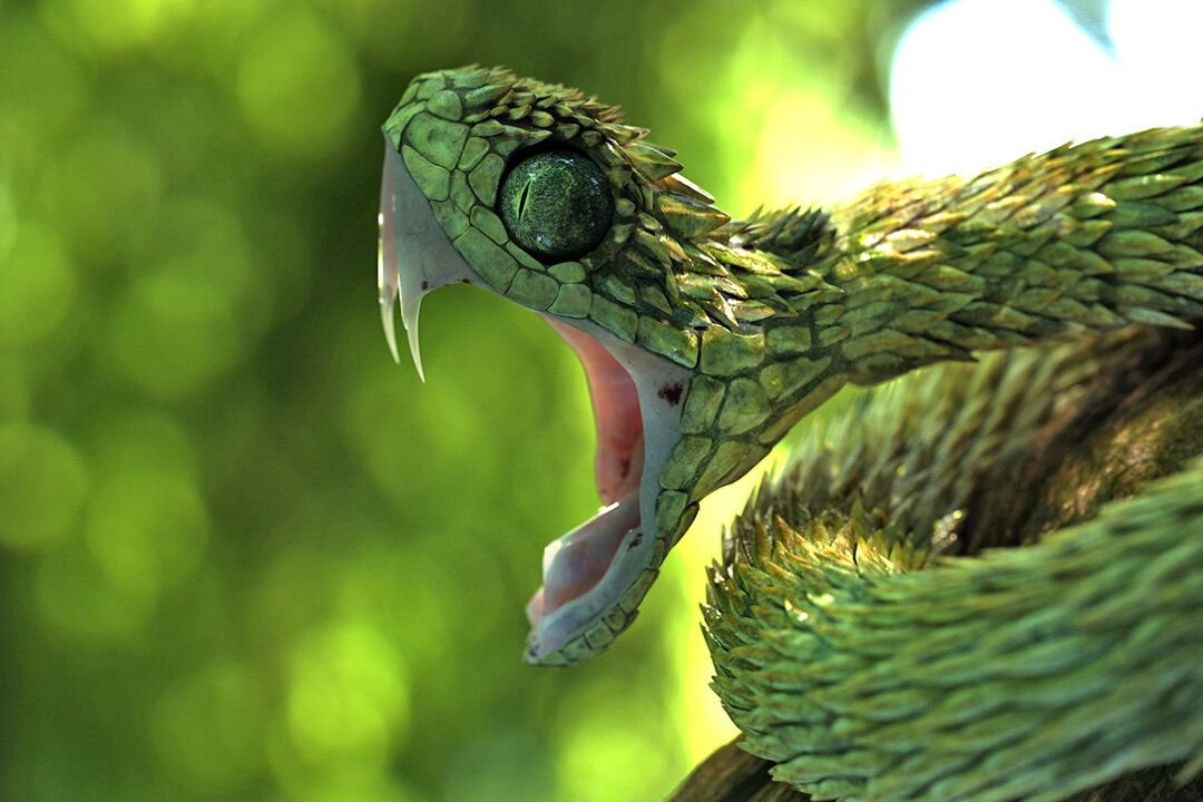 Колючая кустарниковая гадюка (Atheris hispida)