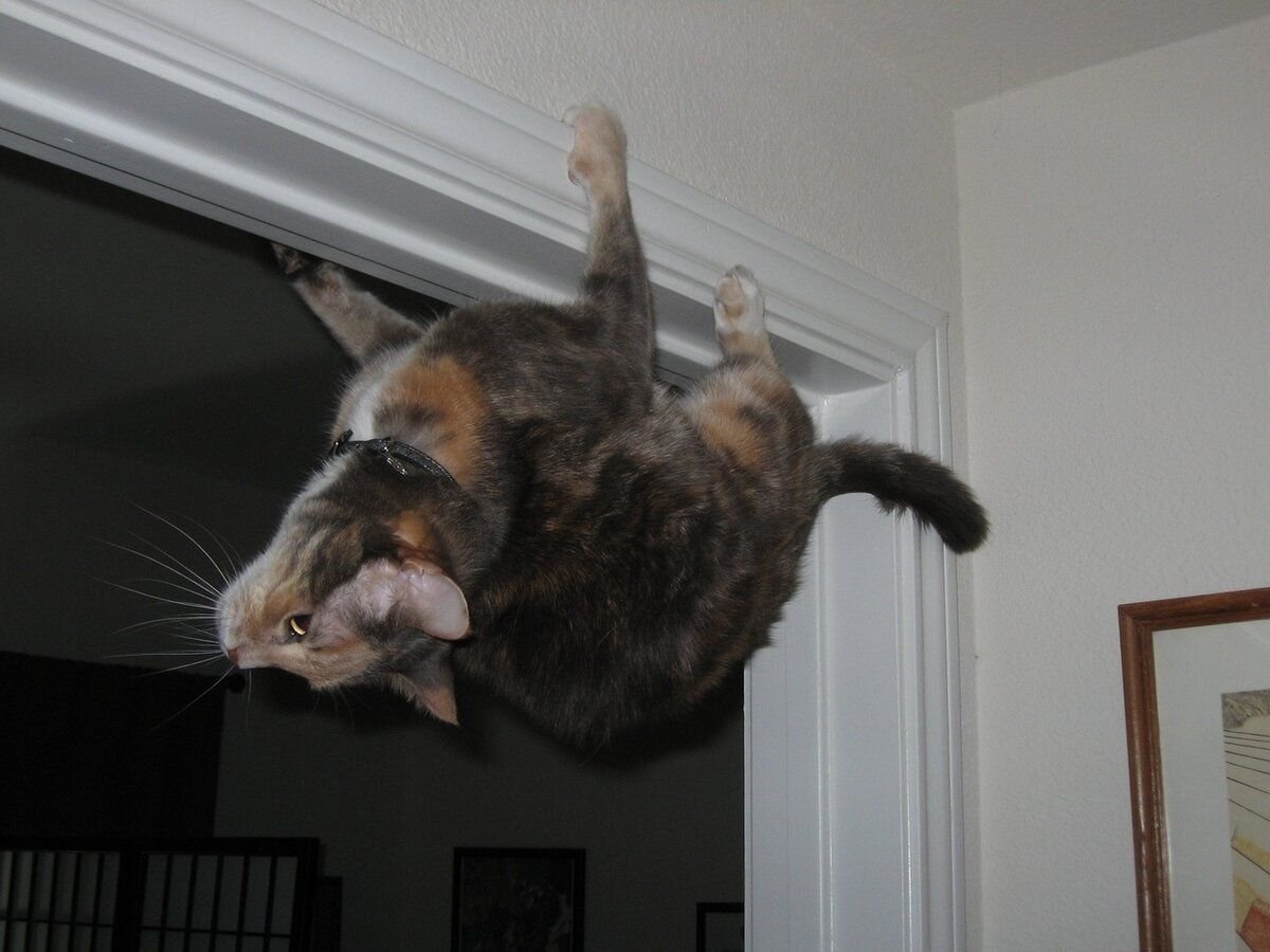 Кошка на потолке