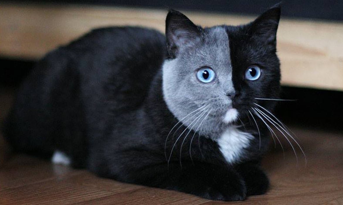 Британский кот черный биколор