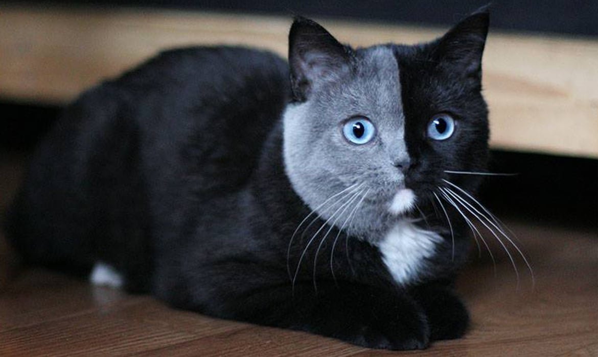 Кошка нарния
