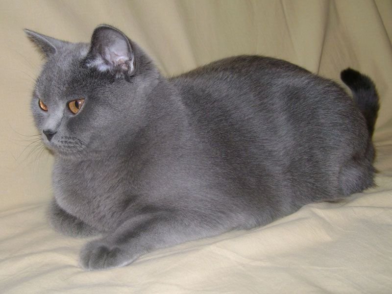 Порода кошек серого окраса. Британская кошка гладкошерстная. Британская короткошёрстная кошка. Британский короткошерстный кот голубой. Голубой британец кот.