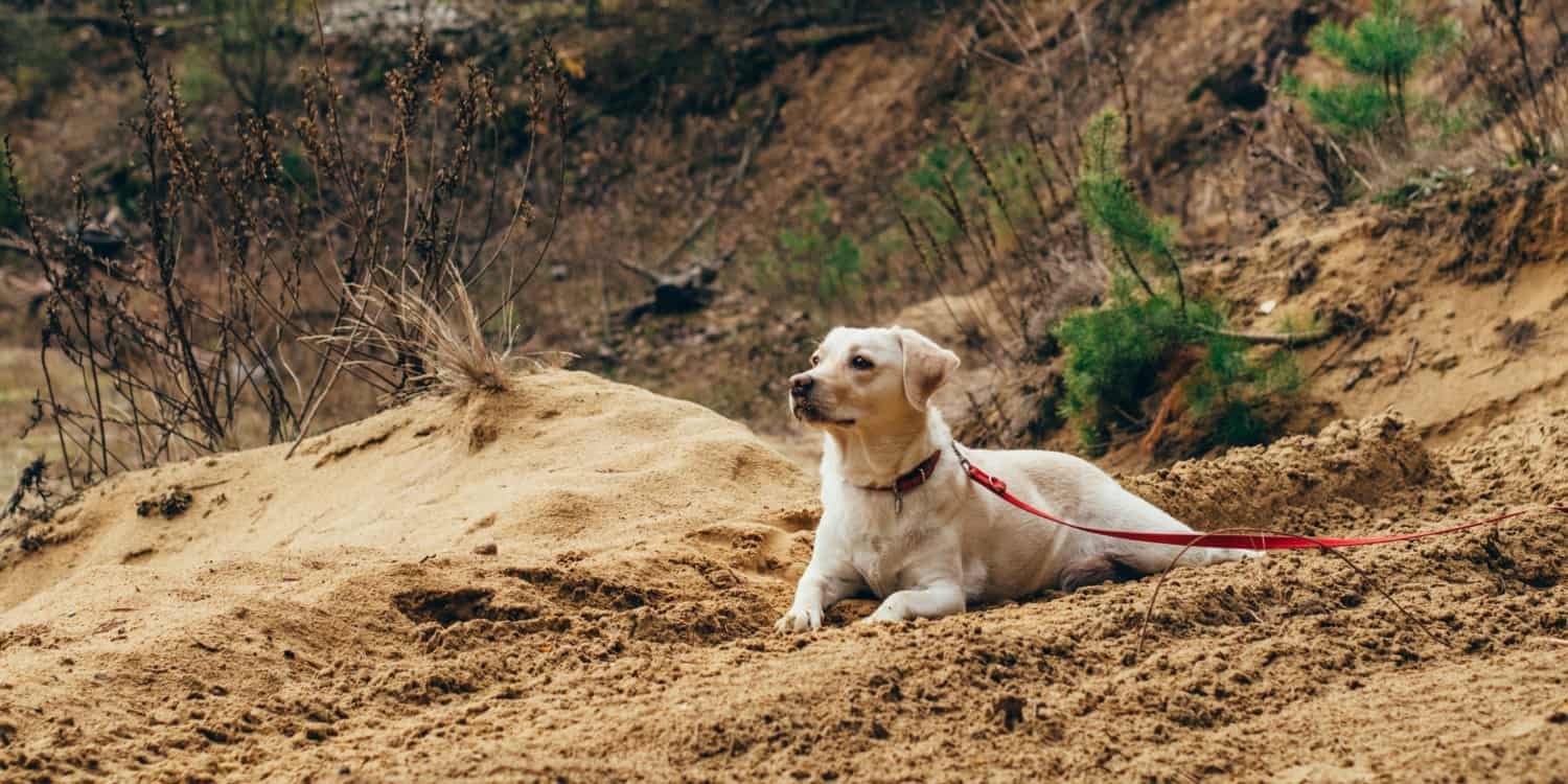Пёс под песком
